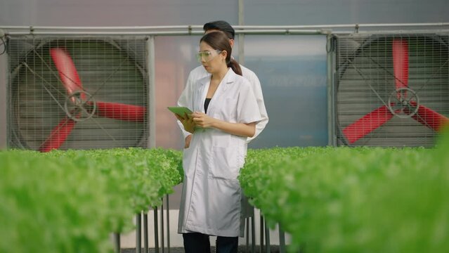 Asian female scientists and Asian male scientists work together to check the results of an organic vegetable experiment in a hydroponic plant in a greenhouse experiment.
