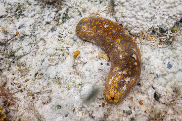 素晴らしいサンゴ礁の大きく美しいジャノメナマコ（マナマコ科）他。

沖縄県島尻郡座間味村阿嘉島のクシバルビーチにて。
2021年4月27日水中撮影。

The large and Beautiful Leopard sea cucumber (Bohadschia argus) in Wonderful coral reefs.

At Kusibaru Beach, Aka Island, Za