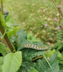 caterpillar on a leaf