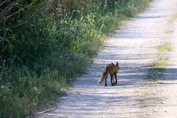 Fototapeta na wymiar sur le chemin un petit renard