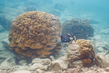 素晴らしいサンゴ礁の恐ろしいゴマモンガラ（モンガラカワハギ科）他。

沖縄県島尻郡座間味村阿嘉島のクシバルビーチにて。
2021年4月27日水中撮影。

Treacherous Titan triggerfish (Balistoides viridescens) and others in Wonderful coral reefs.

At Kusibaru Beach, Aka Island