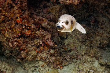 素晴らしいサンゴ礁の犬のように可愛いコクテンフグ（フグ科）。

沖縄県島尻郡座間味村阿嘉島のクシバルビーチにて。
2021年4月27日水中撮影。

A Blackspotted puffer (Arothron nigropunctatus), lovely as a dog on a wonderful coral reef.

At Kusibaru Beach, Aka Island, Za