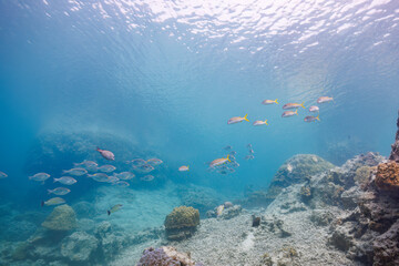 素晴らしいサンゴ礁の美しいノコギリダイ（フエフキダイ科）、アカヒメジ（ヒメジ科）の群れ他。

沖縄県島尻郡座間味村阿嘉島のクシバルビーチにて。
2021年4月27日水中撮影。

The Beautiful schools of Yellowspot emperor, Striped large-ye bream (Gnathodentex aureolineatus) and Yellowfin 