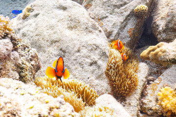 素晴らしいサンゴ礁の美しいイソギンチャクと可愛いハマクマノミ（スズメダイ科）の一家。

沖縄県島尻郡座間味村阿嘉島のクシバルビーチにて。
2021年4月27日水中撮影。

Lovely family of Tomato clownfish (Amphiprion frenatus) and beautiful Sea anemone and others in Wonderful coral re