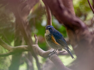 深い藪の奥でリラックスしているルリビタキの雄