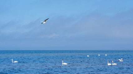 Fototapeta na wymiar Swan Serenity: Graceful Presence on Latvia's Baltic Shores