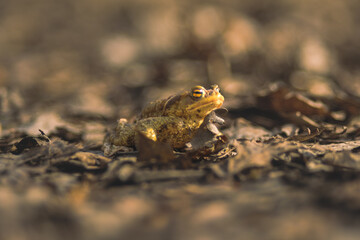 Cliffhanger Croak: Frog's Tale in the Licu-Langu Realm