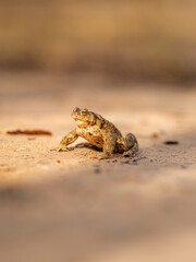 Licu-Langu Amphibian: The Enigmatic Frog's Habitat