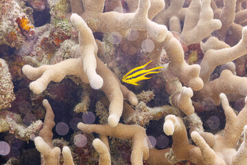素晴らしいサンゴ礁の可愛いヒレナガスズメダイ（スズメダイ科）の幼魚。

沖縄県島尻郡座間味村阿嘉島のクシバルビーチにて。
2021年4月27日水中撮影。

A lovely juvenile Black-and-gold chromis (Neoglyphidodon nigroris) on a wonderful coral reef.

At Kusibaru Beach, Aka Isla