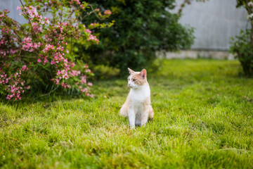 Fototapeta na wymiar Portrait of beautiful domestic cat sitting and relaxing in green yard. 