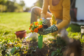 Close up image of senior woman gardening in her yard. She is planting a flower.	