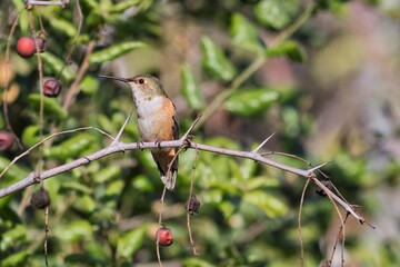 Hummingbird on a branch