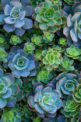 The textured surface of succulent plants, featuring fleshy leaves and intricate rosette patterns for backdrop.