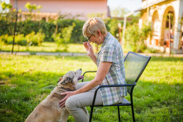Happy senior woman enjoys feeding her beautiful husky dog in yard.	