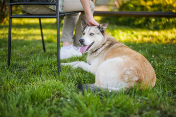 Portrait of beautiful husky dog with heterochromia enjoy in yard with senior woman his owner.	