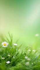 daisy flowers on grass
