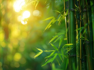 Close up of bamboo tree with sun in background