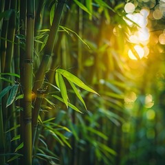 Bamboo tree with sunlight filtering through leaves