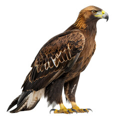 Fototapeta premium red tailed hawk