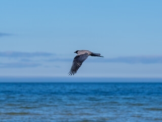 Baltic Soaring: A Crow's Journey Across Azure Skies