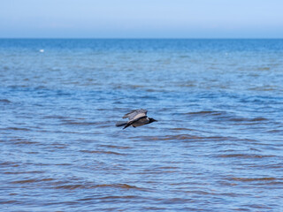 Wings Over Baltic: The Majestic Flight of a Crow