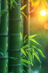 Close up of bamboo tree with sun in background