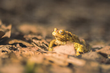 Cliffside Croaker: A Frog's Melodic Presence at Licu-Langu