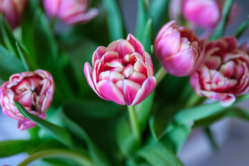 Naklejka premium Pink Petals: A Bouquet of Tulip Delight