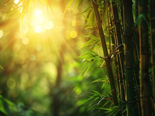 Fototapeta na wymiar Sunlight filtering through bamboo tree