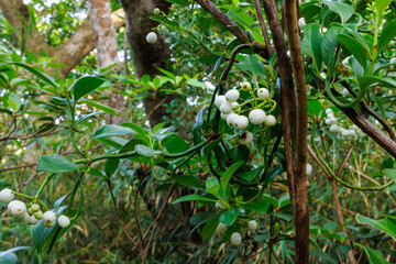 島中央の中岳にあるタキバル展望台の周囲の緑深いジャングル。
亜熱帯植物が繁茂する。

沖縄県島尻郡座間味村阿嘉島にて。
2021年4月27日水中撮影。


The deep green jungle surrounding the Takivaru Lookout on Nakadake in the center of the island.
Subtropical plants thrive 