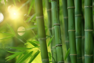Close up of a bamboo tree with the sun in the background