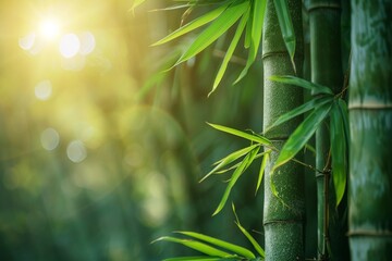 Sunlight filtering through green bamboo leaves