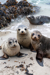 Fototapeta premium Family of seals at Seal Bay Kangaroo Island South Australia 