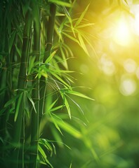 Close up of bamboo plant with sun in background