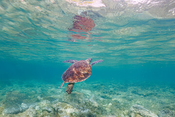 素晴らしいサンゴ礁の水面を息継ぎをするためにゆったり泳ぐ大きく美しいアオウミガメ（ウミガメ科）
沖縄県島尻郡座間味村阿嘉島の阿嘉ビーチにて。
2021年4月27日水中撮影。
A large and beautiful Green Turtle, Green Sea Turtle (Chelonia mydas) swimming leisurely to catch its breath on t
