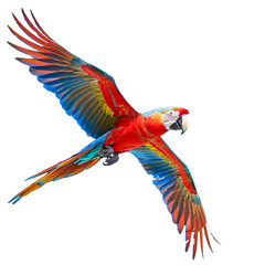 parrot png