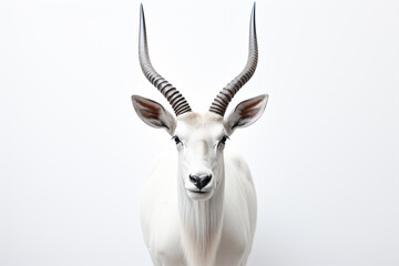 White antelope with long horns on a white background. Studio shot
