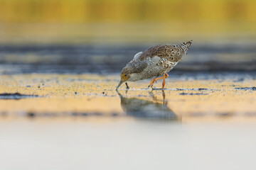 Ruff (Calidris pugnax) male feeding in the wetlands in summer.	
