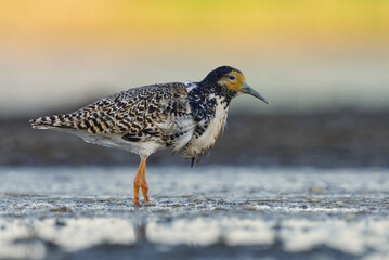 Ruff (Calidris pugnax) male closeup in the wetlands in summer.	
