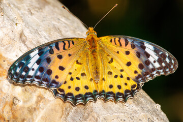 大きく美しいツマグロヒョウモン（タテハチョウ科）。
Beautiful Indian Fritillary butterfly (Argyreus hyperbius).
日本国沖縄県島尻郡慶良間諸島の阿嘉島にて。
2021年4月28日撮影。


At Aka Island, Kerama Islands, Shimajiri-gun, Okinawa, Japan.
Photographed o