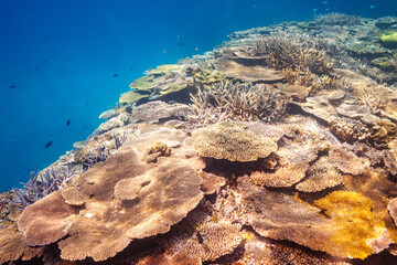 圧倒的に大規模な素晴らしく美しいサンゴ礁。

沖縄県島尻郡座間味村阿嘉島の外地島沖にて。
2021年4月28日水中撮影。


By far the largest and most stunning beautiful coral reef.

Off Fukaji Island, Aka Island, Zamami Village, Shimajiri-gun, Okinawa, Japan.