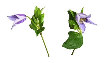 Set of purple flowers of clematis isolated on white or transparent background
