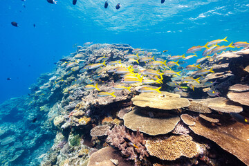 素晴らしいサンゴ礁の美しいノコギリダイ（フエフキダイ科）、アカヒメジ（ヒメジ科）、アマミスズメダイ（スズメダイ科）の群れ他。
圧倒的に大規模な素晴らしく美しいサンゴ礁。

沖縄県島尻郡座間味村阿嘉島の外地島沖にて。
2021年4月28日水中撮影。
The Beautiful schools of Yellowspot emperor, Striped large-ye bream (Gnathod