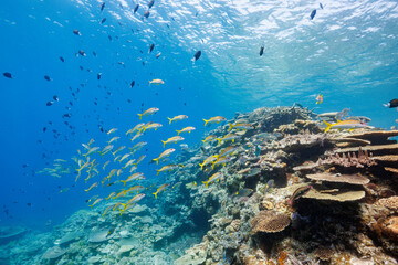 Fototapeta na wymiar 素晴らしいサンゴ礁の美しいノコギリダイ（フエフキダイ科）、アカヒメジ（ヒメジ科）、アマミスズメダイ（スズメダイ科）の群れ他。 圧倒的に大規模な素晴らしく美しいサンゴ礁。沖縄県島尻郡座間味村阿嘉島の外地島沖にて。 2021年4月28日水中撮影。 The Beautiful schools of Yellowspot emperor, Striped large-ye bream (Gnathod