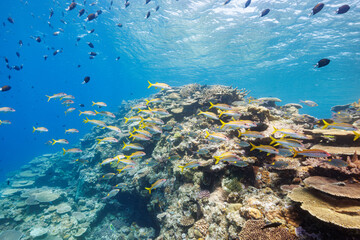 Obraz na płótnie Canvas 素晴らしいサンゴ礁の美しいノコギリダイ（フエフキダイ科）、アカヒメジ（ヒメジ科）、アマミスズメダイ（スズメダイ科）の群れ他。 圧倒的に大規模な素晴らしく美しいサンゴ礁。沖縄県島尻郡座間味村阿嘉島の外地島沖にて。 2021年4月28日水中撮影。 The Beautiful schools of Yellowspot emperor, Striped large-ye bream (Gnathod