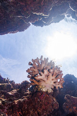 素晴らしいサンゴ礁にある水中洞窟。
頭上から日光の光線が差し込んで非常に美しい。
出口にはピンク色の美しい枝サンゴがあった。

沖縄県島尻郡座間味村阿嘉島の外地島沖にて。
2021年4月28日水中撮影。


An underwater cave on a wonderful coral reef.
Very beautiful with rays of sunlight overhead.
The