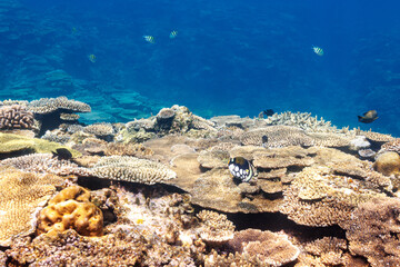 素晴らしいサンゴ礁の奇妙なモンガラカワハギ（モンガラカワハギ科）他。
Mysterious Clown triggerfish (Balistoides conspicillum) and others in Wonderful coral reefs.
圧倒的に大規模な素晴らしく美しいサンゴ礁。

沖縄県島尻郡座間味村阿嘉島の外地島沖にて。
2021年4月28日水中撮影。


By far t
