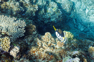 素晴らしいサンゴ礁の奇妙なモンガラカワハギ（モンガラカワハギ科）他。
Mysterious Clown triggerfish (Balistoides conspicillum) and others in Wonderful coral reefs.
圧倒的に大規模な素晴らしく美しいサンゴ礁。

沖縄県島尻郡座間味村阿嘉島の外地島沖にて。
2021年4月28日水中撮影。


By far t
