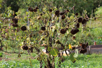 Very large dry Common sunflower or Helianthus annuus annual forb herbaceous flowering plant with edible oily seeds in flower heads consisting of numerous small individual five petaled flowers on high 