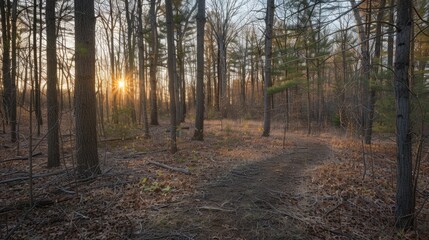 Golden sunlight shining through trees in a forest clearing with a winding hiking trail disappearing into the distance